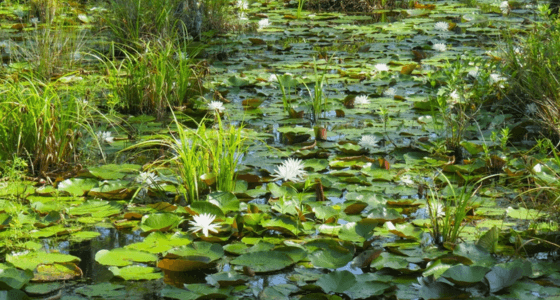 Moncks Corner neighborhood